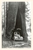 The Vintage Journal Car Driving through Redwood