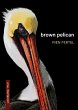 Brown Pelican - Bild 1