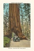 The Vintage Journal Wawona, Mariposa Big Tree Grove, Yosemite, California