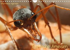 Exotische Ameisen (Wandkalender 2023 DIN A4 quer)