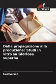 Dalla propagazione alla produzione: Studi in vitro su Gloriosa superba