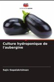 Culture hydroponique de l'aubergine