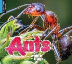 Ants