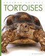 Tortoises - Bild 1