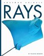 Rays - Bild 1