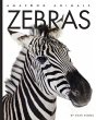 Zebras - Bild 1