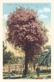 Vintage Journal Rose Trees, Santa Cruz