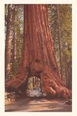 Vintage Journal Redwood and Volkswagen