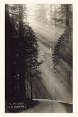 Vintage Journal Sunbeams and Redwoods