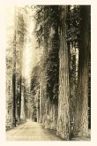 Vintage Journal The Redwood Highway