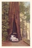 Vintage Journal Redwood and Old Car