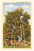 Vintage Journal Picking Oranges in California
