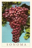 Vintage Journal Sonoma Grapes