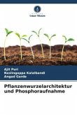 Pflanzenwurzelarchitektur und Phosphoraufnahme