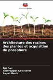 Architecture des racines des plantes et acquisition de phosphore