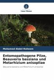 Entomopathogene Pilze, Beauveria bassiana und Metarhizium anisopliae