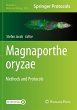 Magnaporthe oryzae - Bild 1
