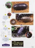 The Woodlouse Name Trail The Woodlouse Name Trail