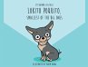 Lokito Poquito: Smallest of The Big Ones - Bild 1