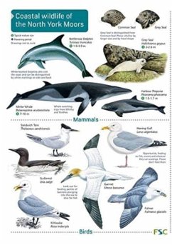 Coastal wildlife of the North York Moors - Field Studies Council; Whitby Naturalists' Club Coastal wildlife of the North York Moors - Field Studies Council; Whitby Naturalists' Club