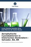 Aerophytische Cyanobakterien in historischen Denkmälern - Salvador, BA, BR