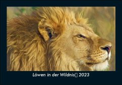 Löwen in der Wildnis 2023 Fotokalender DIN A5 - Tobias Becker