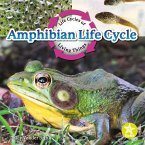 Amphibian Life Cycle