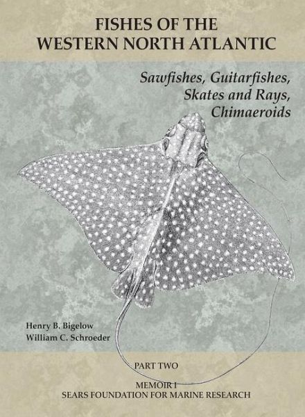 Sawfishes, Guitarfishes, Skates and Rays, Chimaeroids (eBook, PDF) Sawfishes, Guitarfishes, Skates and Rays, Chimaeroids (eBook, PDF)