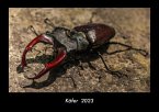 Käfer 2023 Fotokalender DIN A3