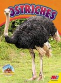 Ostriches