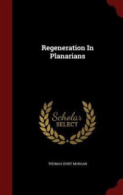Regeneration In Planarians - Morgan, Thomas Hunt