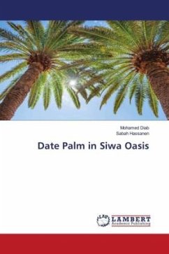 Date Palm in Siwa Oasis