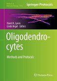Oligodendrocytes (eBook, PDF)