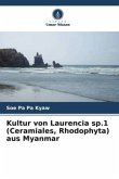 Kultur von Laurencia sp.1 (Ceramiales, Rhodophyta) aus Myanmar