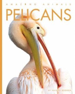 Pelicans - Bodden, Valerie