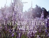 Lavender Fields of America