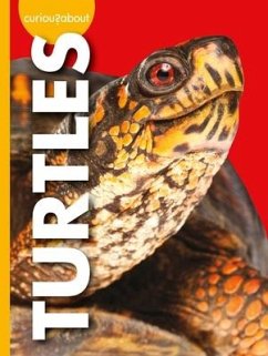 Curious about Turtles - Thielges, Alissa