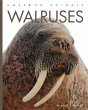 Walruses - Bild 1