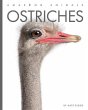 Ostriches - Bild 1