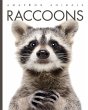 Raccoons - Bild 1