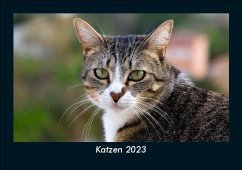 Katzen 2023 Fotokalender DIN A5 - Tobias Becker