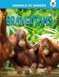 Orangutans - Bild 1