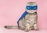 For the Love of Cats, Kunstkartenbox - Bild 1
