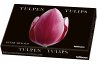 Tulpen, Kunstkartenbox - Bild 1