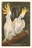 Vintage Journal Sulfur-Crested Cockatoos, Miami, Florida