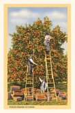 Vintage Journal Picking Oranges in Florida