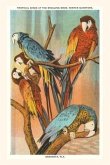 Vintage Journal Macaws, Sarasota, Florida
