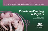 Colostrum feeding in piglets