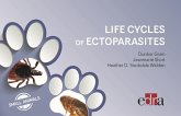 Life cycles of ectoparasites in small animals