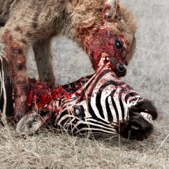 Cover Predation Perfected